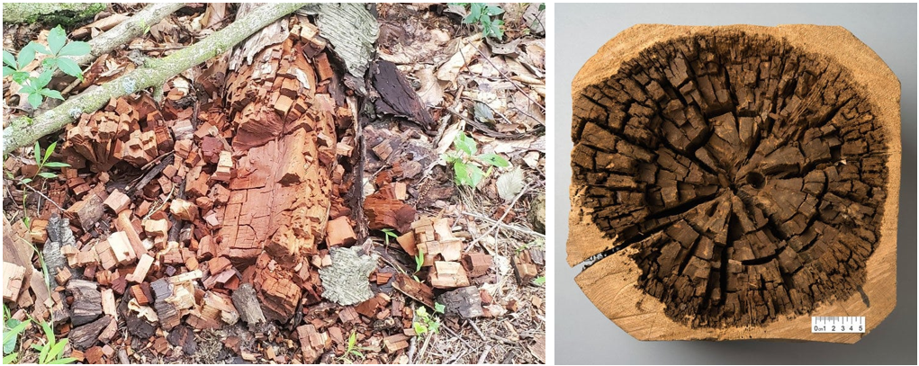 earn the 3 types of decay, how they affect strength, and when a tre