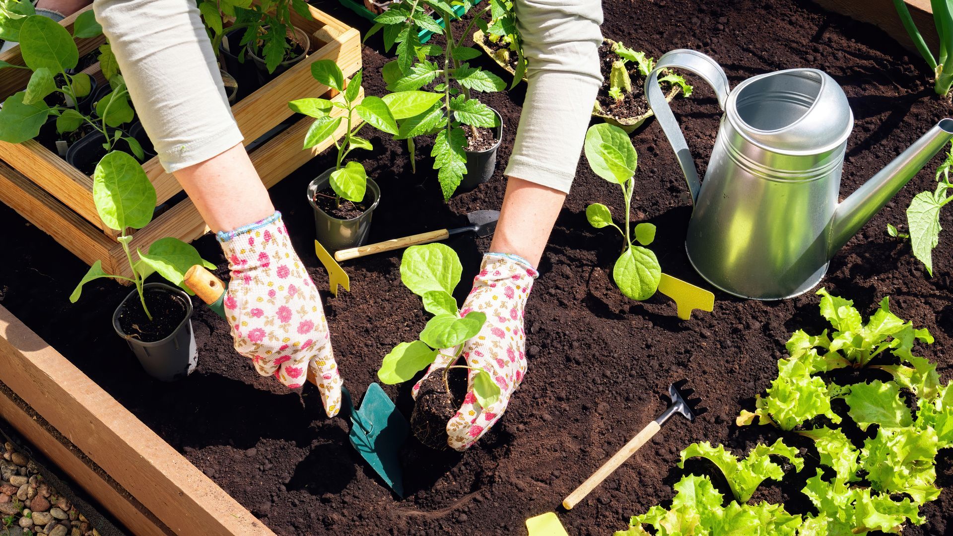 A person is planting plants in a garden.