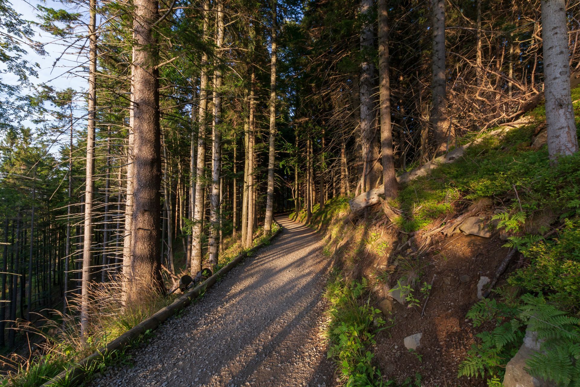 sentiero di montagna circondato da alberi