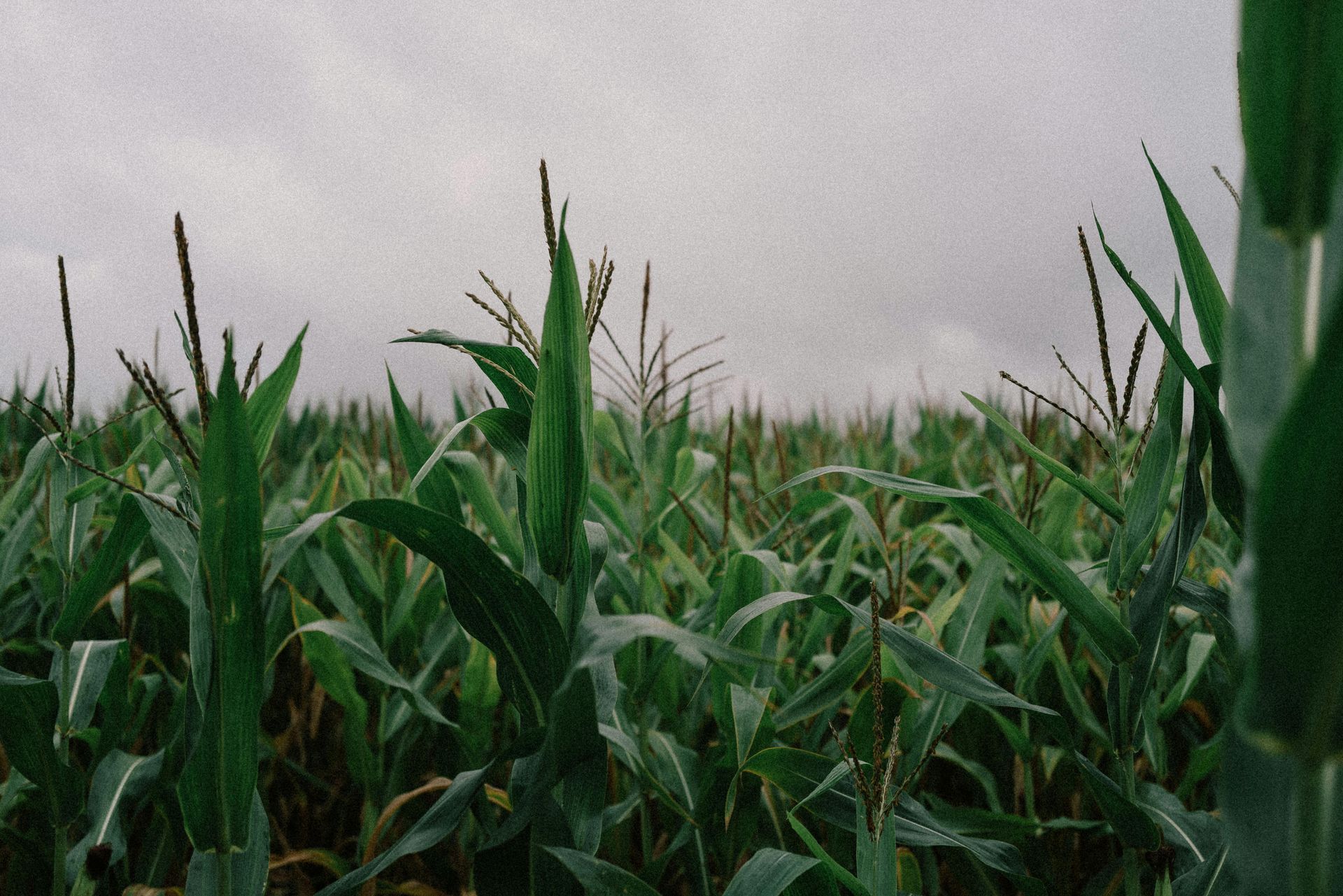 Corn Field With Tassles