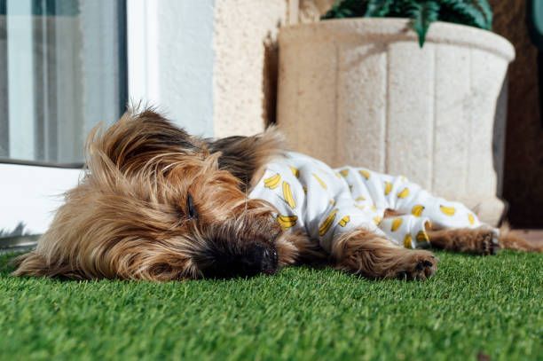 Small dog sleeping on pet-safe turf