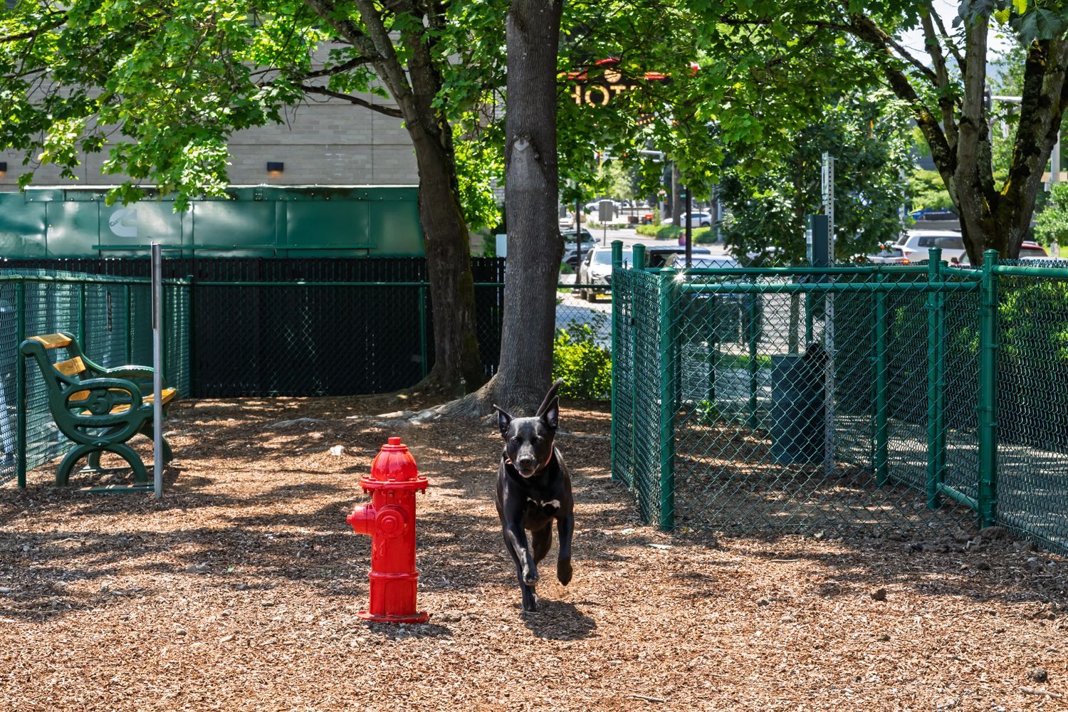 A black dog runs joyfully toward the camera in the fenced Bark Park at 5th Street Public Market in Eugene, Oregon. Surrounded by green trees and urban backdrops, the space features wood chip ground cover, a red fire hydrant, green benches, and secure fencing—providing a safe and playful area for canine guests to enjoy a break in the heart of the city.