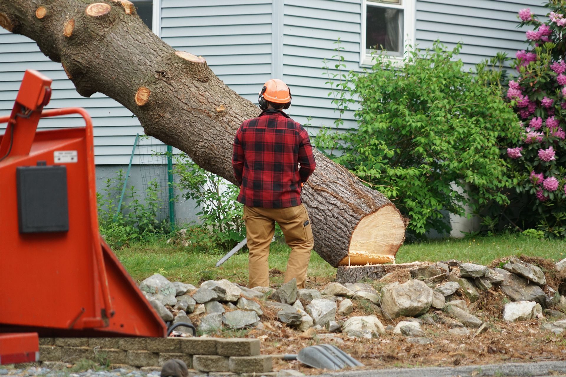Tree Removal