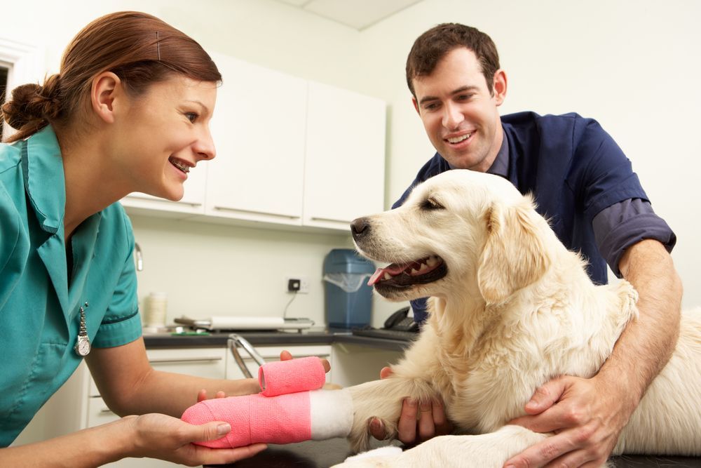 Veterinarians Examining a Golden Retriever — University Avenue Veterinary Hospital in Durack, NT