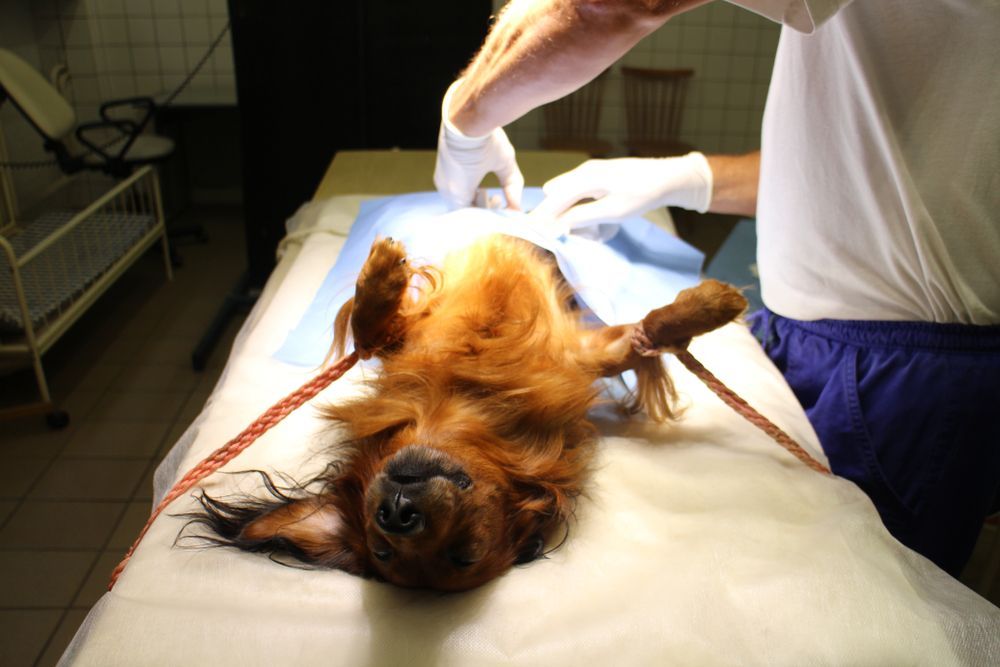 Dog on Back, Restrained on a Surgical Table — University Avenue Veterinary Hospital in Durack, NT
