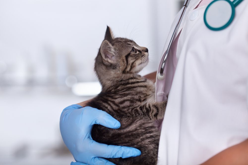 Veterinarian Holding a Tabby Kitten. Blue Gloves — University Avenue Veterinary Hospital in Durack, NT