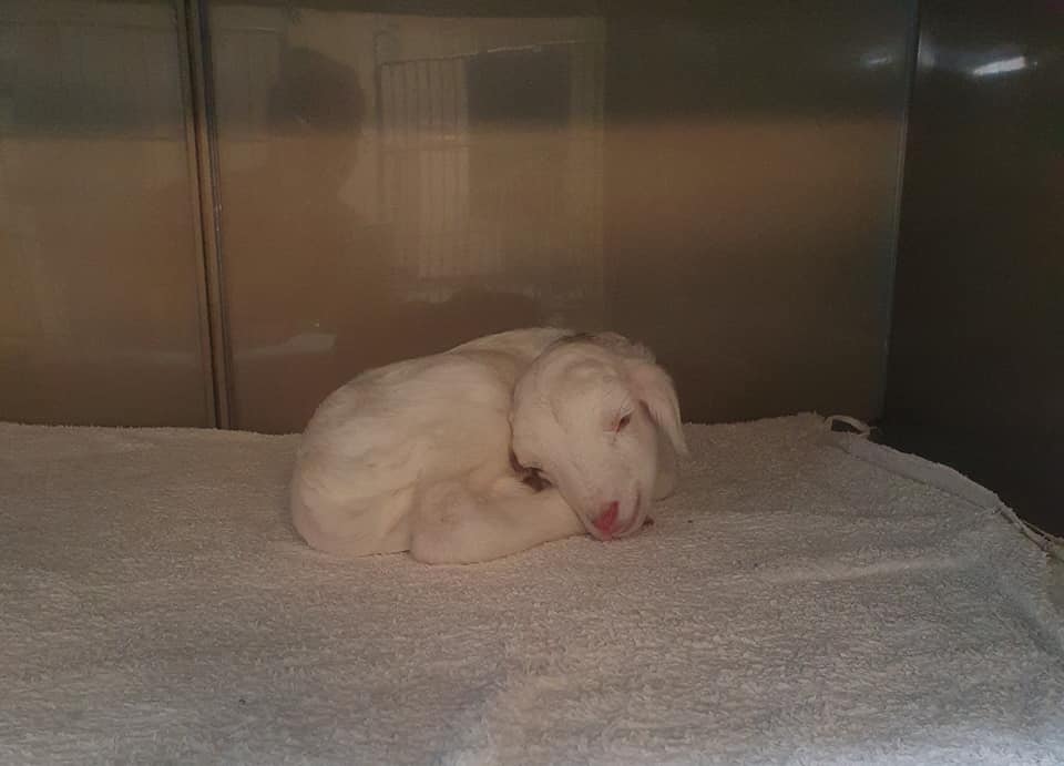 Child Sheep Sleeping — Gallery in Darwin, NT