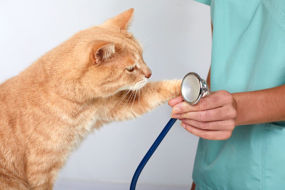 Orange Cat Getting Its Paw Checked by a Vet With a Stethoscope — University Avenue Veterinary Hospital in Durack, NT