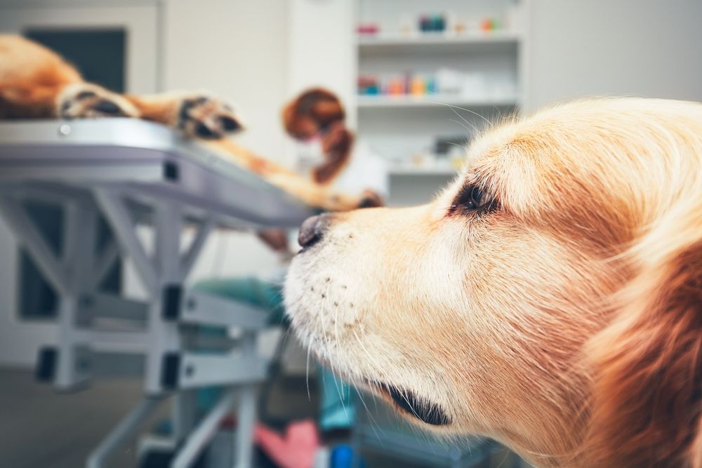 Golden Retriever at a Vet, Another Dog on the Exam Table — University Avenue Veterinary Hospital in Durack, NT