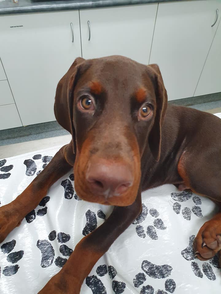 Brown Dog Lay on Carpet — Gallery in Darwin, NT