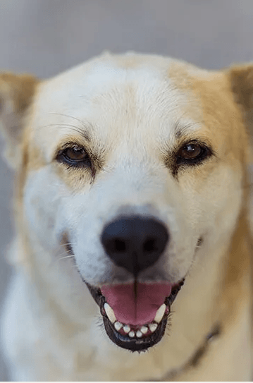 Happy Dog — Gallery in Darwin, NT