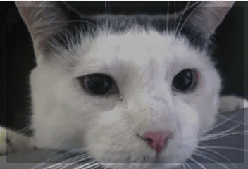 Cat Close Up— Gallery in Darwin, NT