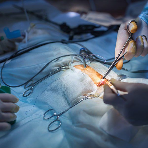 Vet Doing Operation for Sterilization — Veterinary Services in Darwin, NT