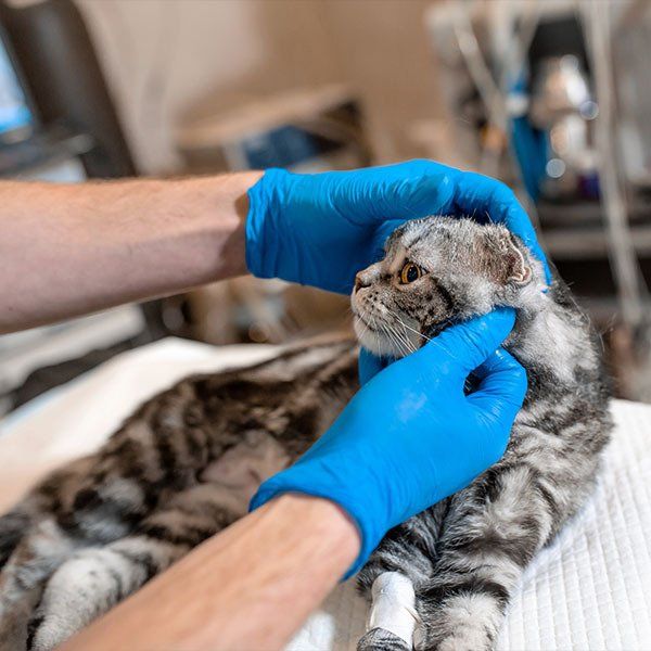 Cat Prepares for Surgery — Veterinary Services in Darwin, NT