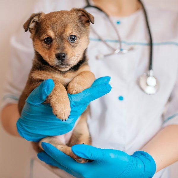 Veterinary Surgeon Treating Dog — Vet in Darwin, NT