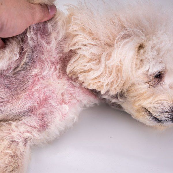 Dog Body With Red Irritated Skin — Pet Emergencies in Darwin, NT