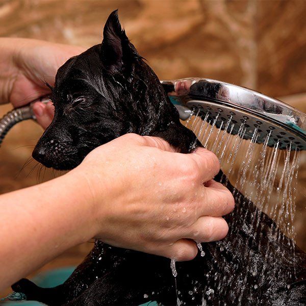 Puppy Taking Shower — What To Expect in Darwin, NT