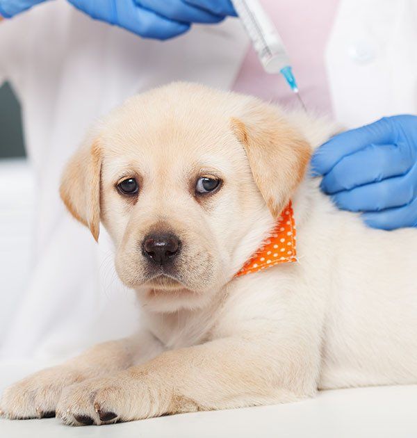 Dog Getting a Vaccine at the Veterinary — What To Expect in Darwin, NT