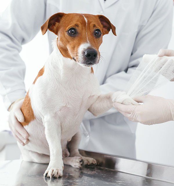Fracture of the Paw of Dog — What To Expect in Darwin, NT
