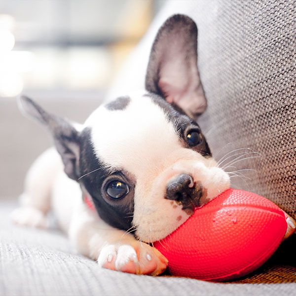 Baby French Bulldog — Vet in Darwin, NT