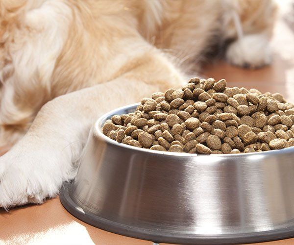 Dog Food With Golden Retriever — What To Expect in Darwin, NT