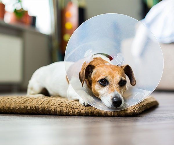 Sad Dog Lying on a Bed Sick — What To Expect in Darwin, NT