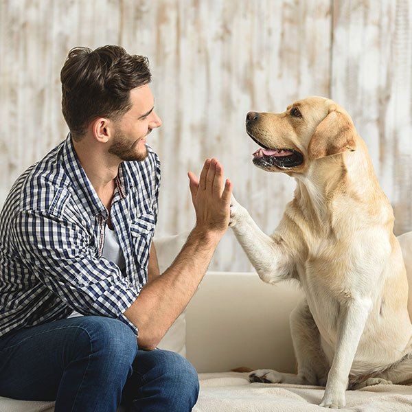 Man High Five on Dog — Promotions in Darwin, NT