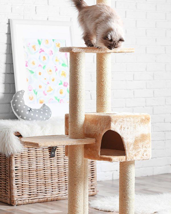 Cute Cat Playing on Cat House — Promotions in Darwin, NT
