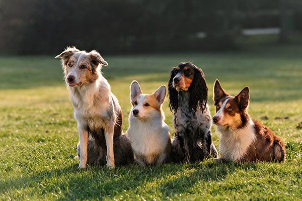 Four Dogs Sitting in the Park — Gallery in Darwin, NT