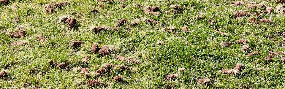 What Is Lawn Aeration And Why Is It Important