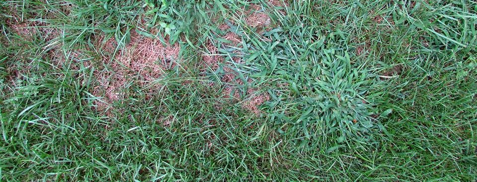 Crabgrass Taking Over Your Lawn?