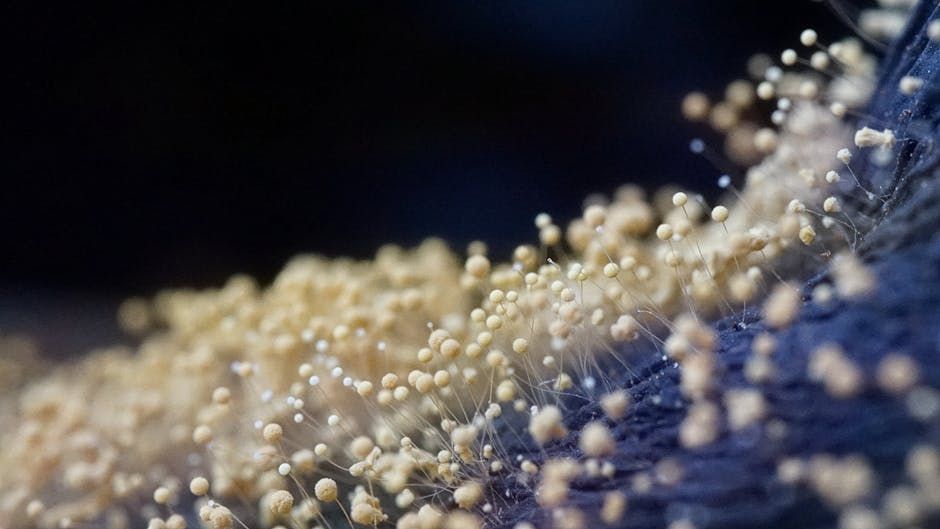 mold growth and heavy dust buildup inside a residential air duct - furnace cleaning duct mold growth and heavy dust buildup inside a residential air duct - furnace cleaning duct