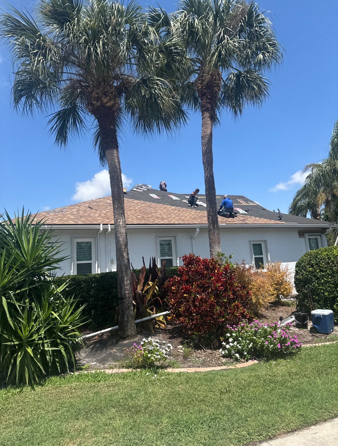 Workers on a roof partially covered with new shingles, under palm trees, against a blue sky.