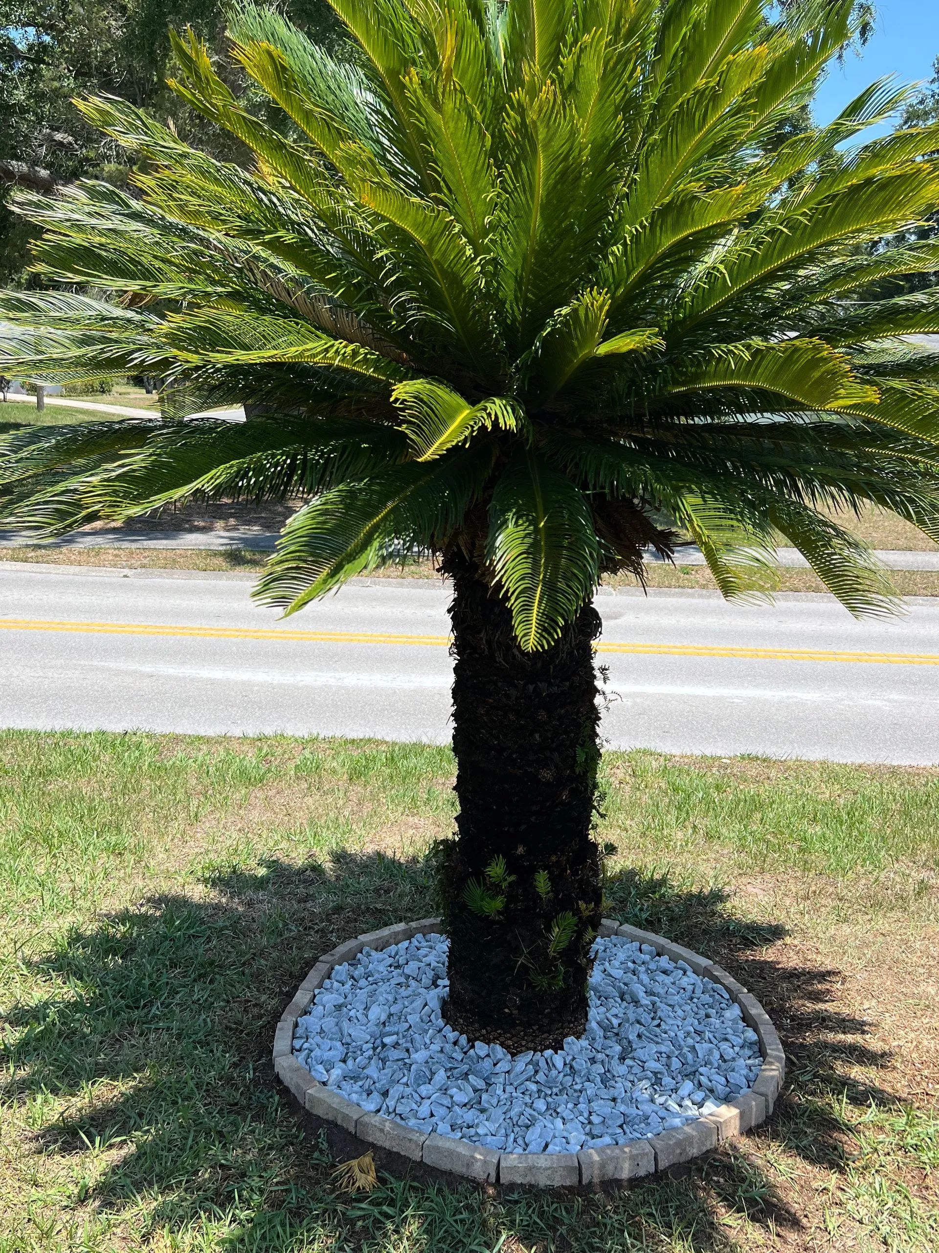 A palm tree is sitting in the grass next to a road.