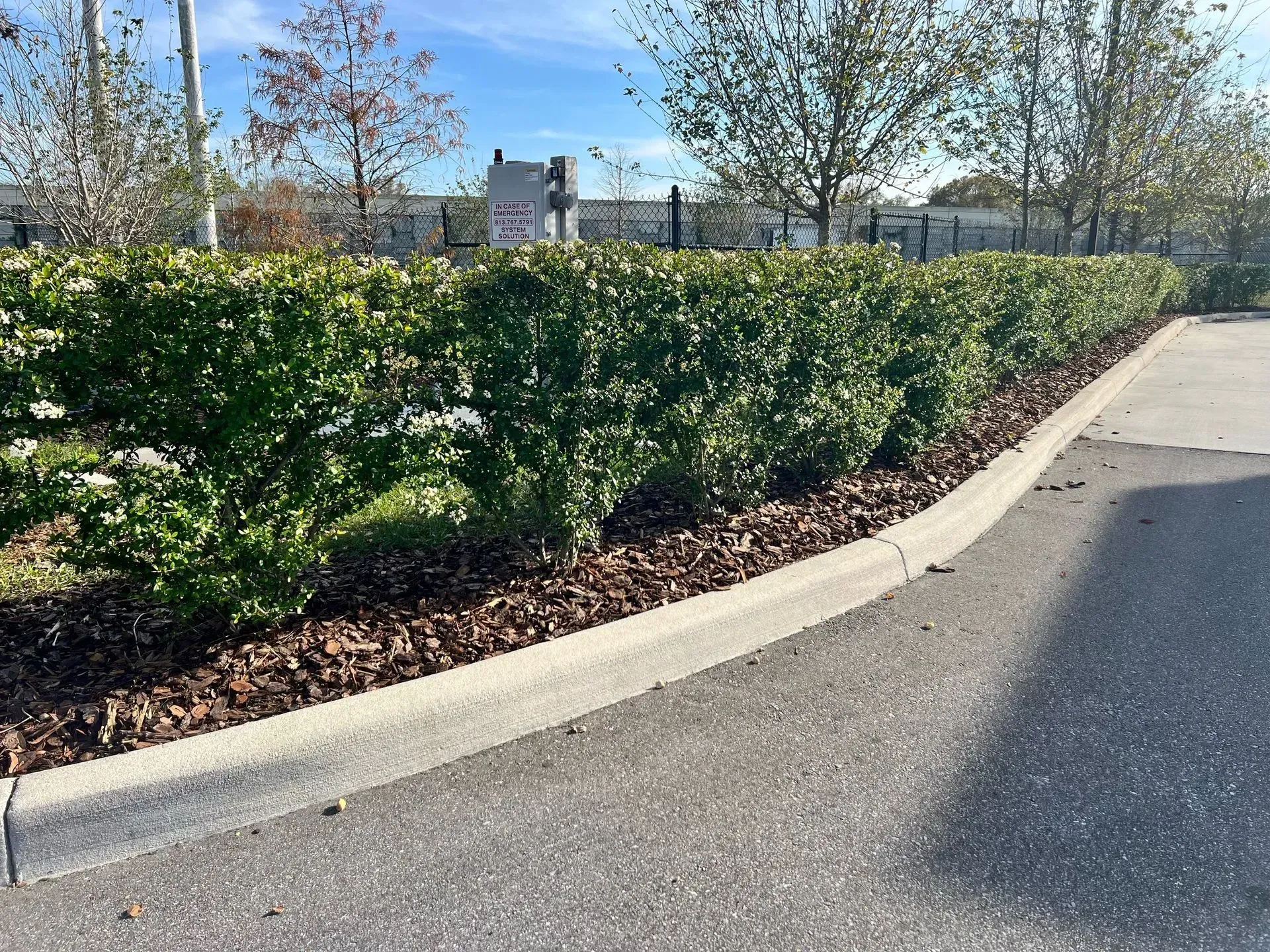 A row of bushes along the side of a road.