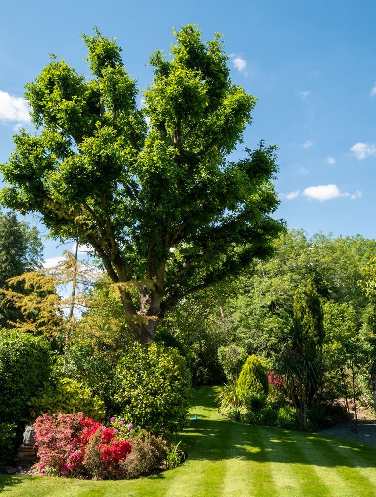 A large tree in the middle of a lush green garden.