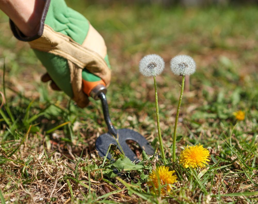 A person is using a rake to remove dandelions from the grass.