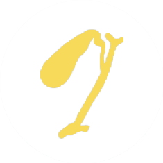 Yellow diagram of gallbladder and bile ducts.