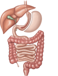 Diagram of the human digestive system, including the liver, stomach, and intestines.