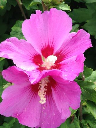 Pink Flower — Acupuncture in Millis, MA