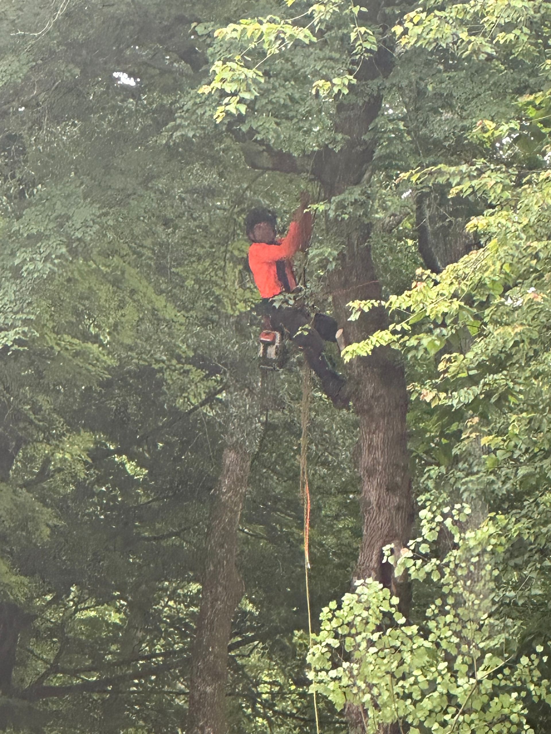 A person wearing an orange shirt and safety harness climbs a tree in a lush, green forest.