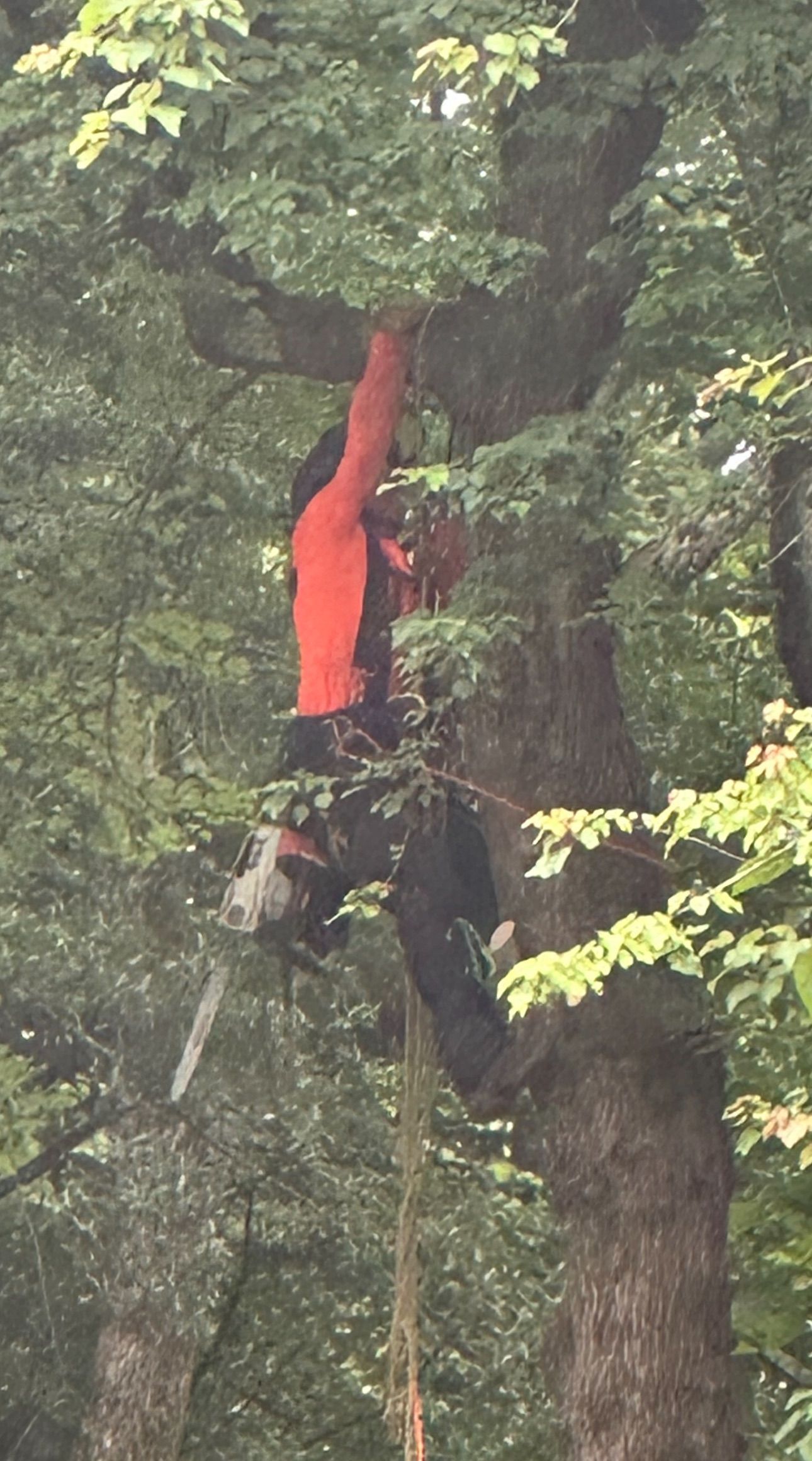 An arborist in orange high-visibility clothing climbing a tree with a chainsaw and safety ropes.