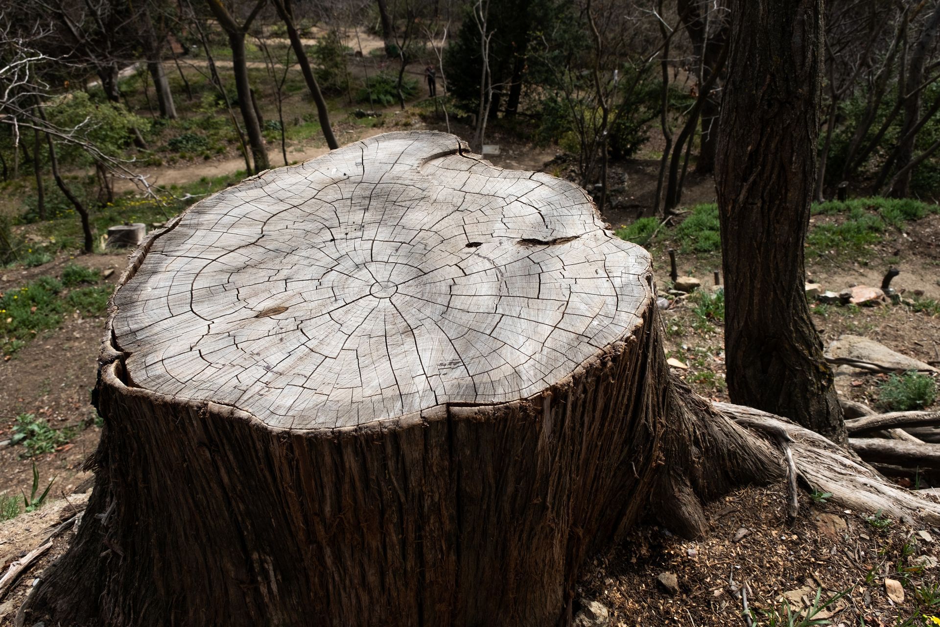 A round felled tree stump in the backyard. A round felled tree stump in the backyard.