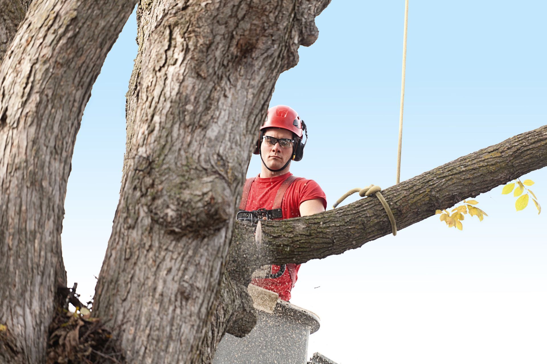 A tree trimming arborist working with a chainsaw in an elevated bucket high up in the tree, trimming