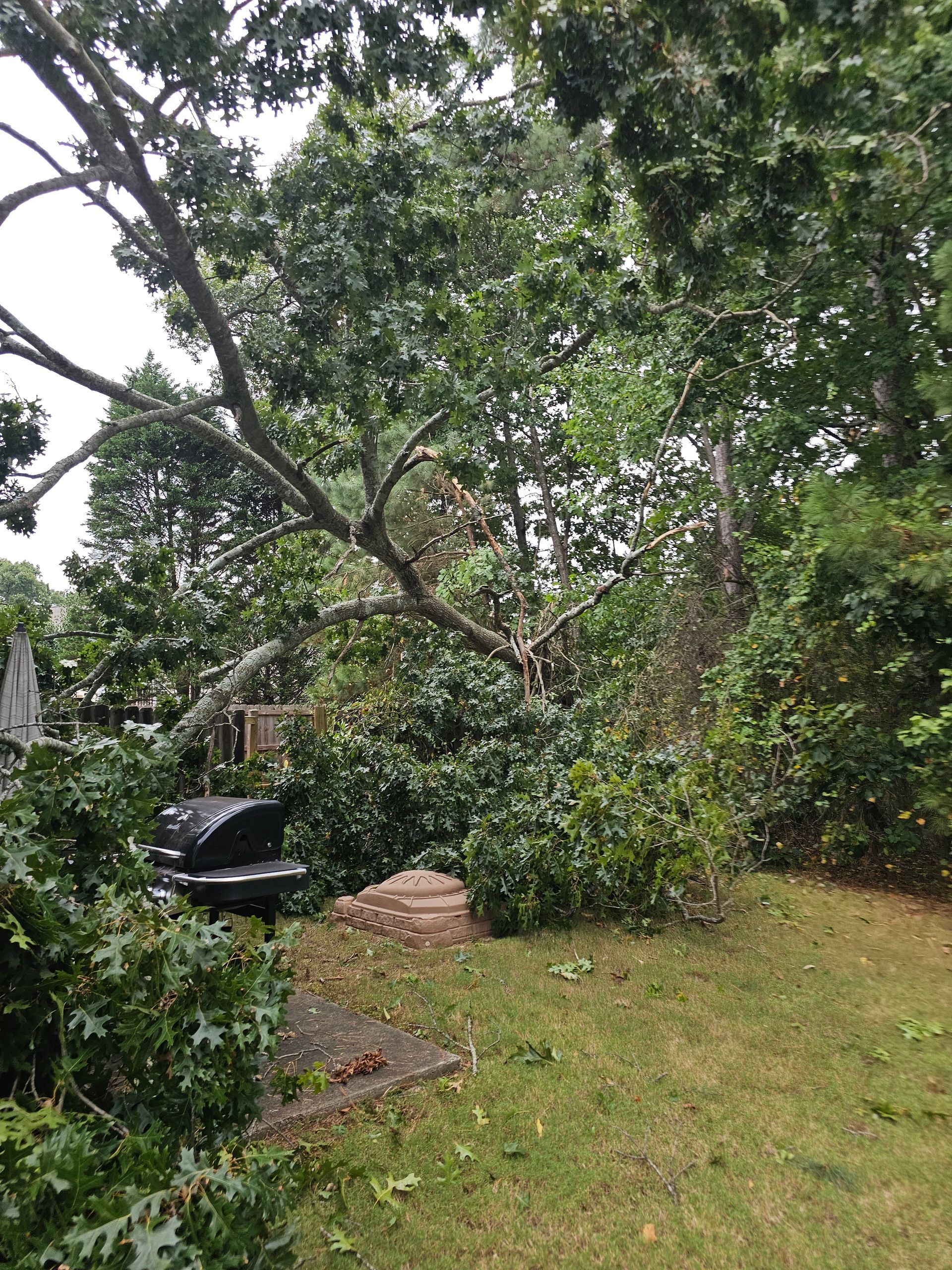 A large fallen tree branch rests on a green lawn with a grill visible in the foreground.