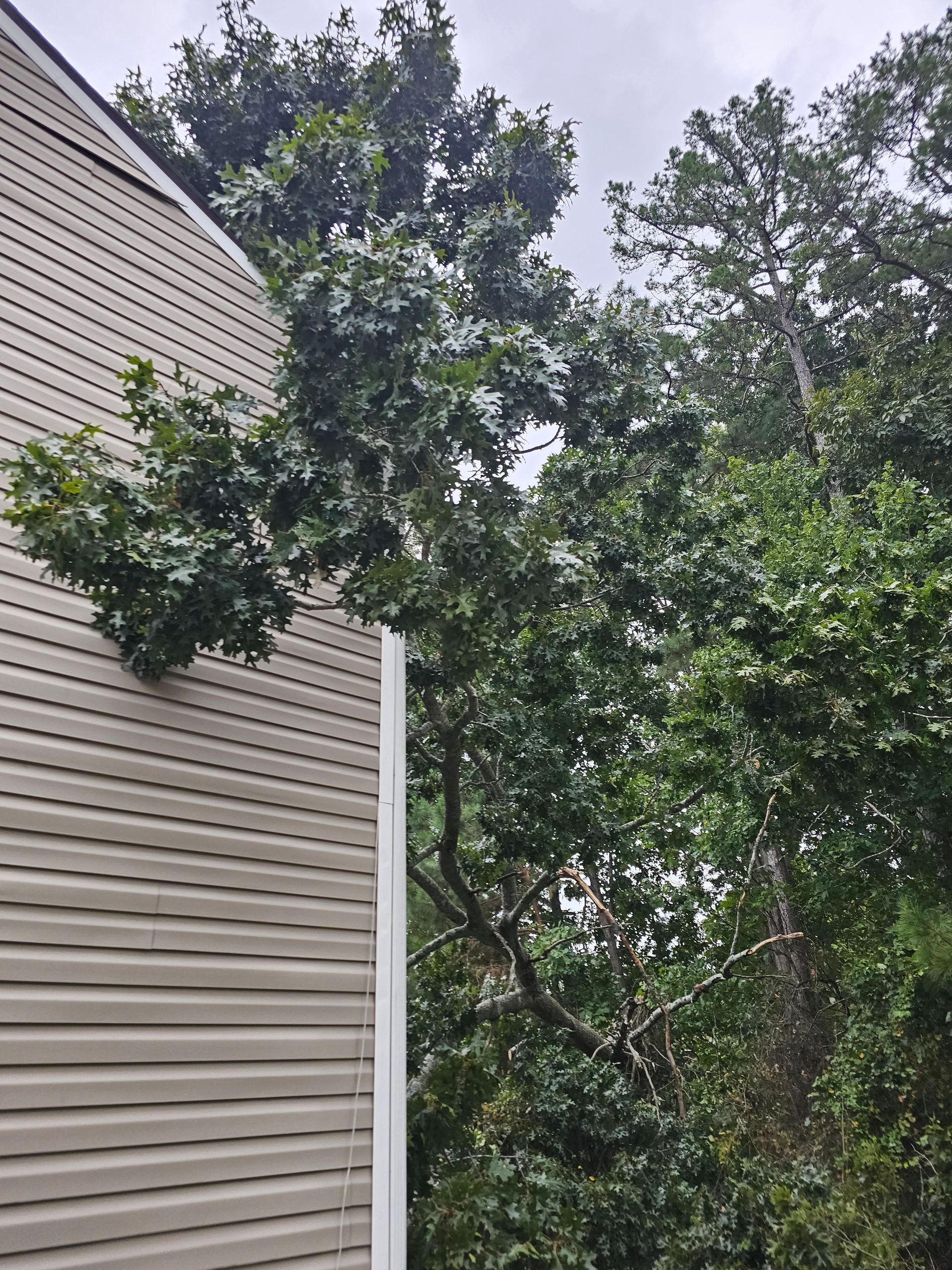 A tree branch is resting against the tan vinyl siding of a house, with dense green foliage extending outward.