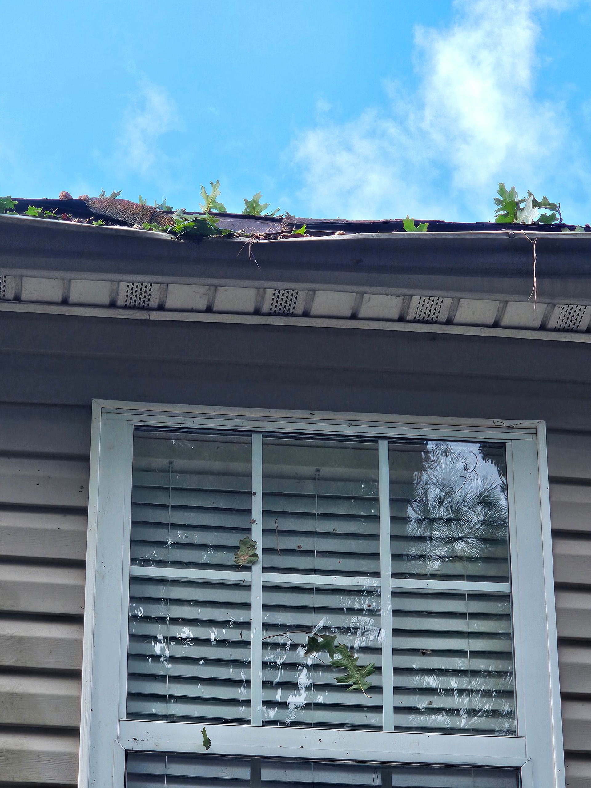 A exterior window with white trim on a grey-sided house, topped by a gutter filled with debris and green plants.