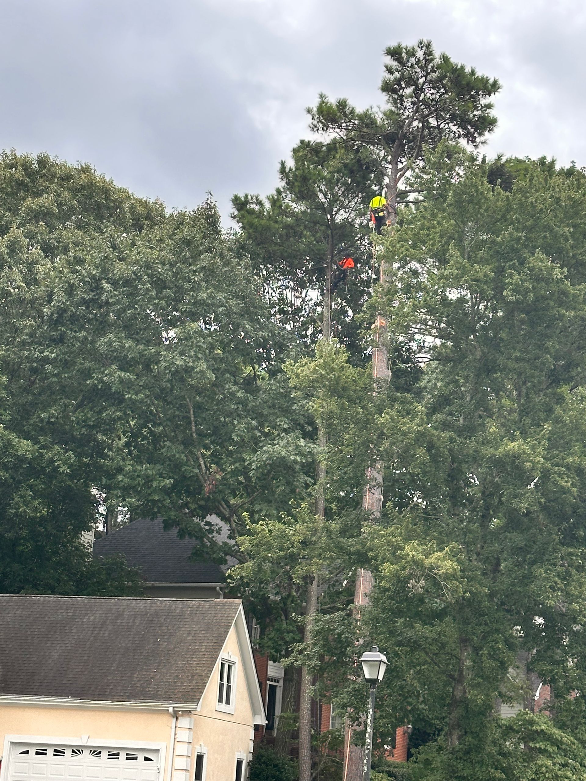 A worker in high-visibility gear climbs a tall tree in a residential backyard near a house.