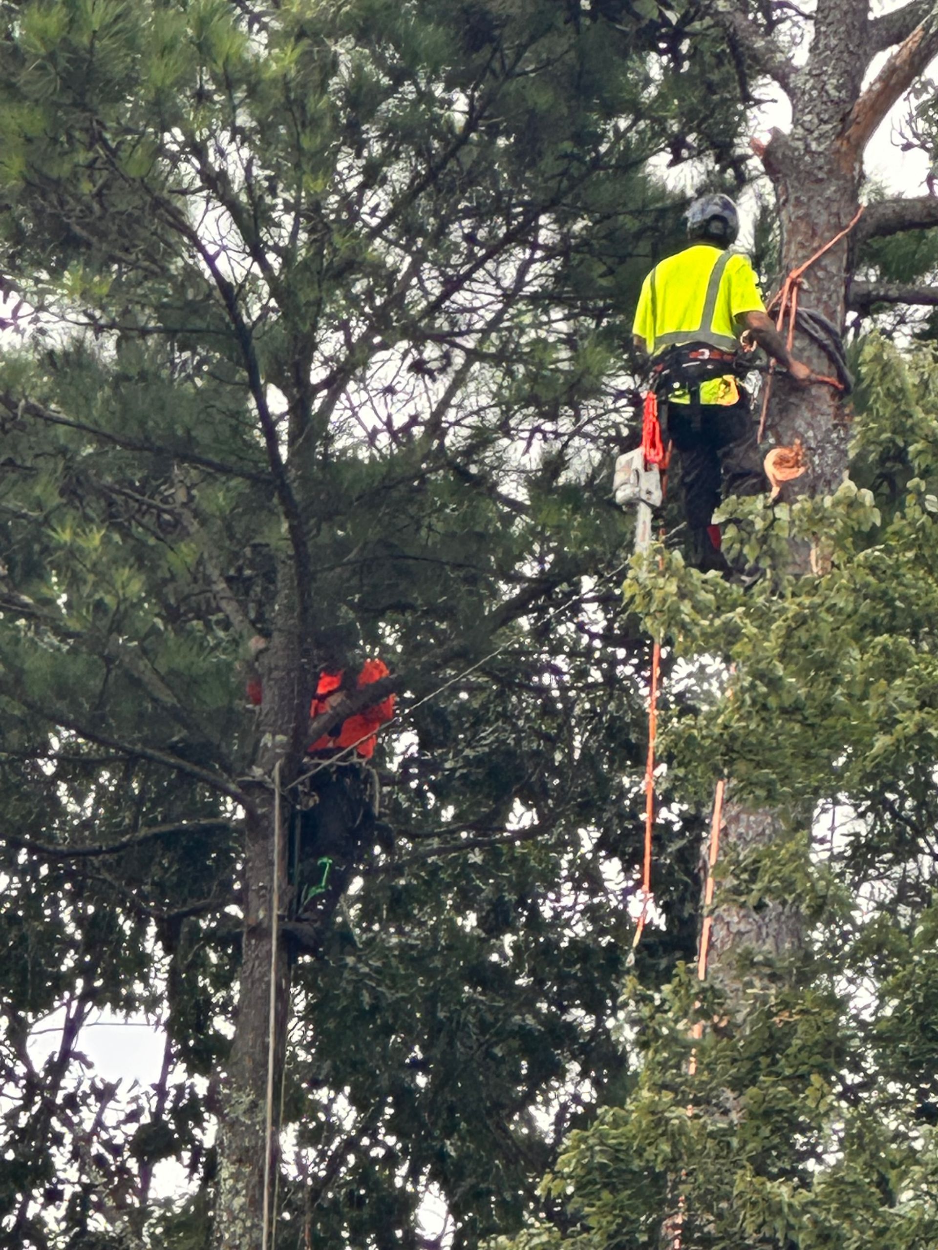 Two arborists in high-visibility gear work high in a tree, secured by ropes and harnesses.