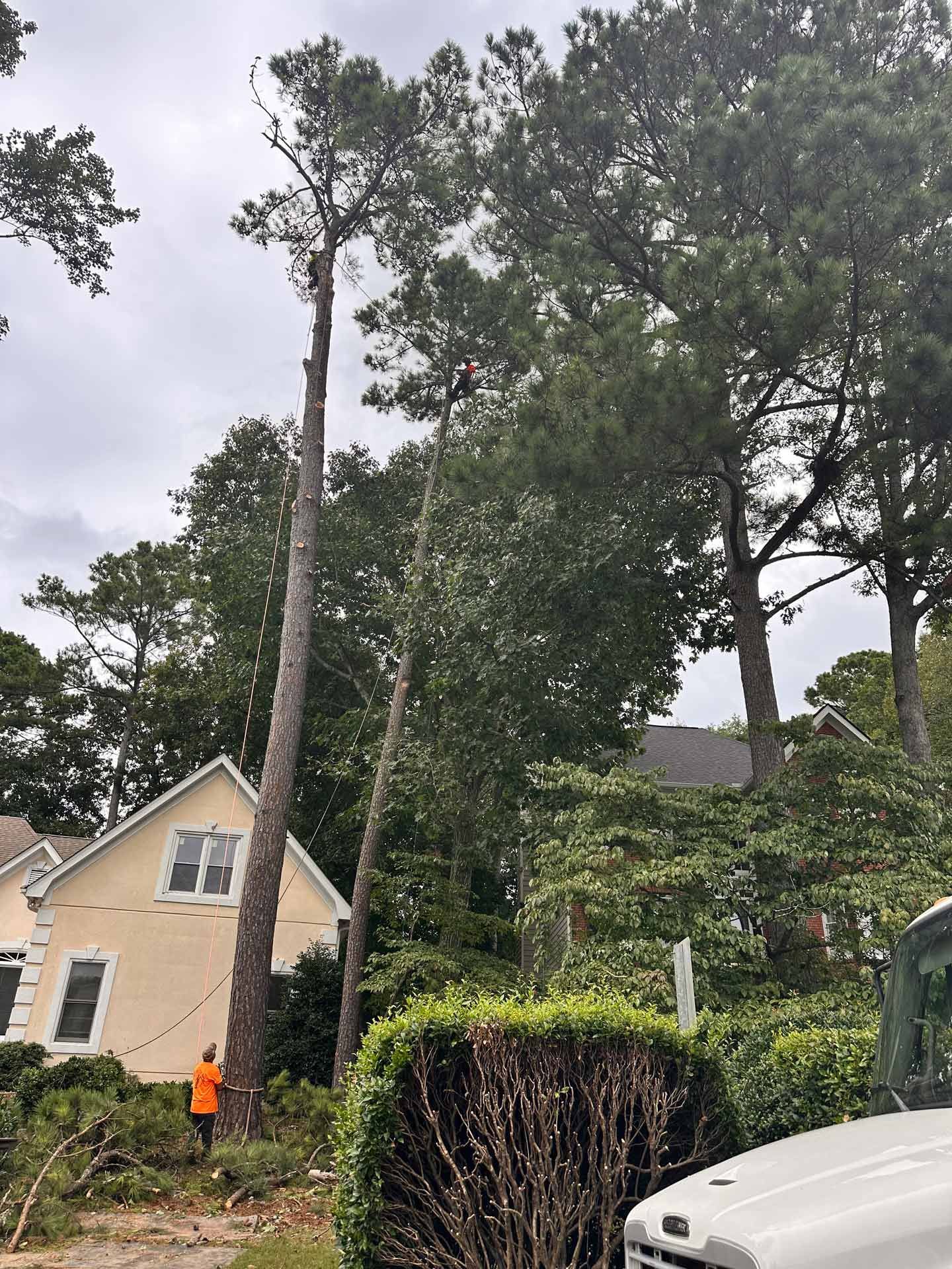 A worker in an orange safety vest stands near a tall pine tree next to a light yellow house during a tree trimming job.